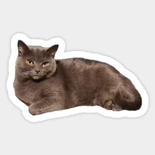 Grey cat resting Sticker